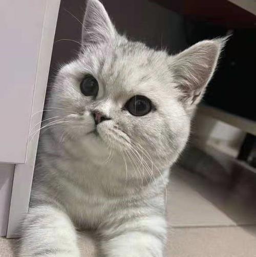 宠物猫咪哺乳期过后的护理方法（从饮食到清洁）