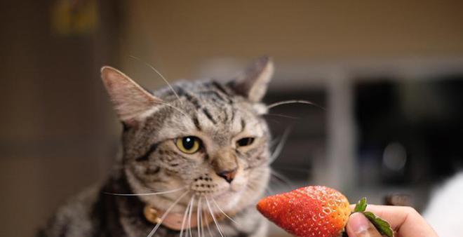 猫咪为何不爱吃水果（探究猫咪对水果的偏见和成因）