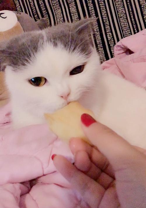 猫咪为何不爱吃水果（探究猫咪对水果的偏见和成因）