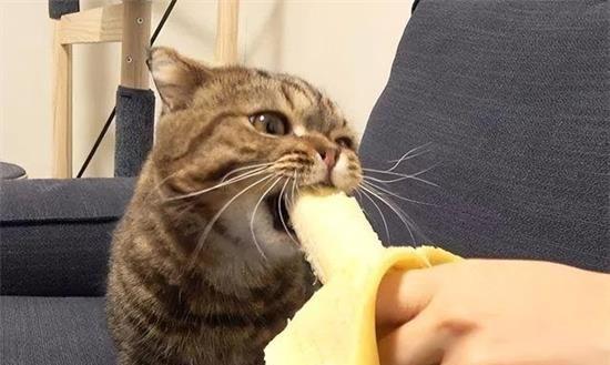 小心（宠物养护之猫咪的饮食禁忌）