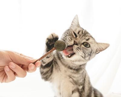 小心（宠物养护之猫咪的饮食禁忌）