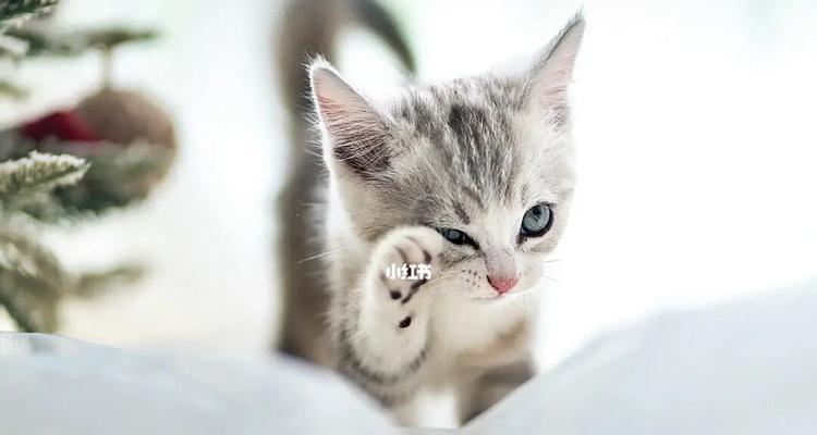 猫咪搬家记——适应新环境的小秘诀（如何帮助猫咪快速适应新家）
