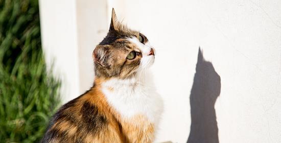 猫咪搬家记——适应新环境的小秘诀（如何帮助猫咪快速适应新家）