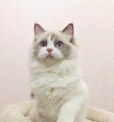 用心diy，打造独一无二的猫咪布偶（以宠物为主的手工制作）