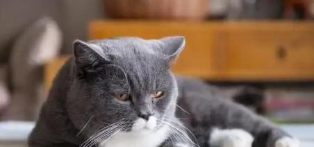 养猫须知（掌握养猫规律）