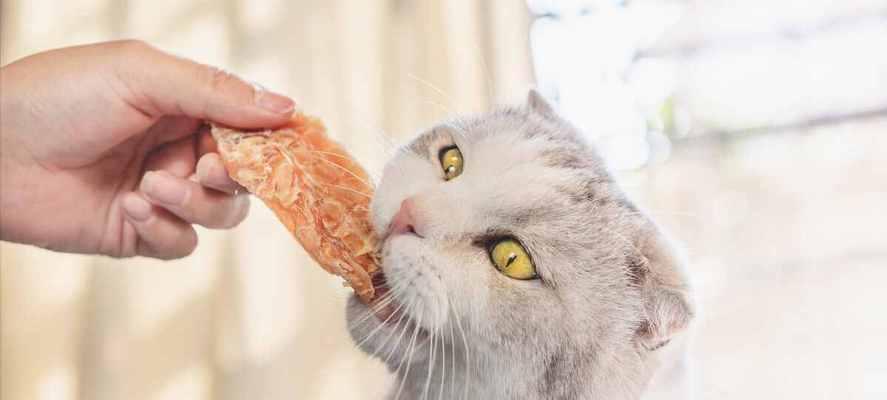 宠物猫为什么吃得那么快（探究猫咪的进食行为）