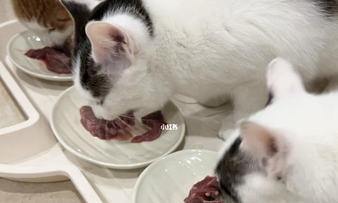 宠物猫咪吃肉还拉稀（了解为什么猫咪吃肉会拉稀）