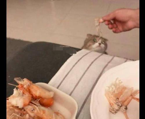 猫咪吃虾的好处和坏处（宠物饮食指南）