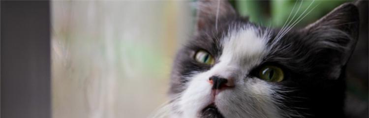 猫咪呼吸急促（探寻猫咪喘的原因及治疗方法）