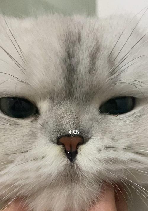 猫咪流鼻涕的原因及治疗方法（从宠物角度探究流鼻涕的现象）
