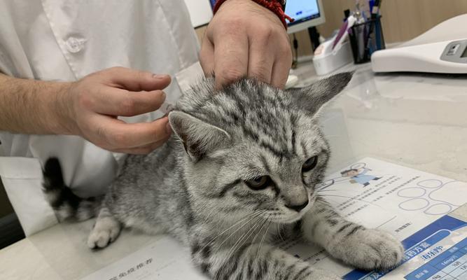 宠物猫咪打针后过敏的预防方法（保护爱宠免受不良反应的伤害）