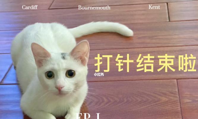 猫咪打针后嘴巴为什么会变青（探究猫咪打针后嘴巴变青的原因及处理方法）
