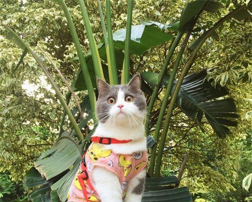 猫咪的夜间发情（了解猫咪的生理特征）
