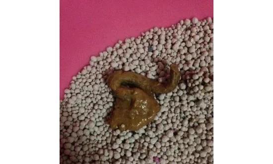 猫咪大便不成型，你需要了解的一切（宠物健康问题）