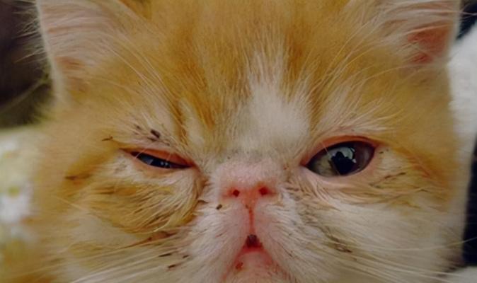 猫咪倒睫毛治疗，你需要知道的一切（宠物眼睛问题的有效解决方案）