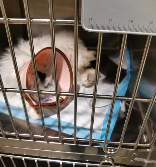 猫咪导尿管的使用与注意事项