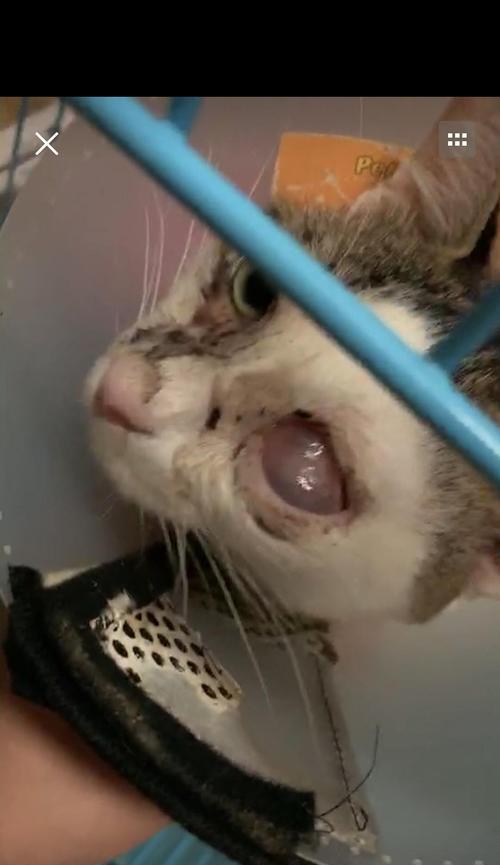 猫咪的鼻支离奇事件（宠物主人必须知道的鼻支问题）
