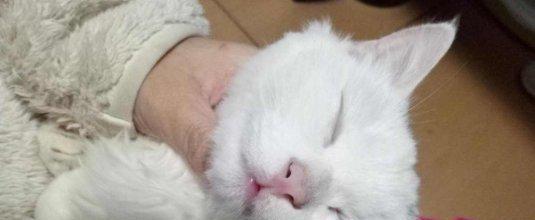 猫咪的鼻支离奇事件（宠物主人必须知道的鼻支问题）