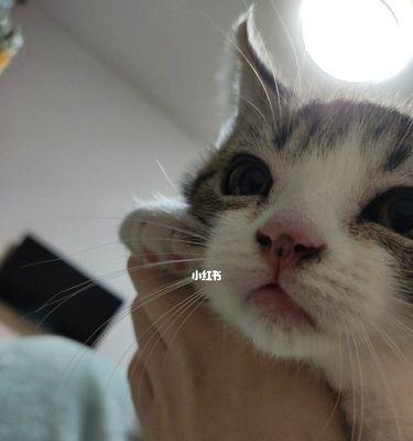 猫咪鼻子干燥的原因及应对方法（宠物猫咪如何解决鼻子干燥问题）