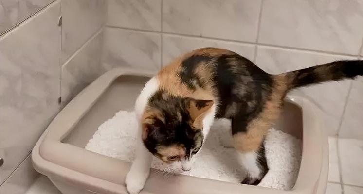 猫咪便便臭气熏天（猫咪便便的味道）
