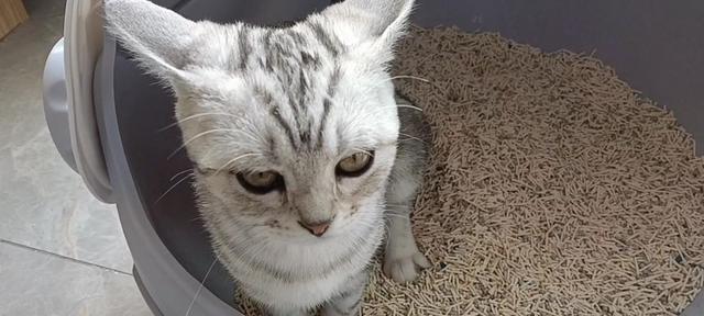 猫咪便便臭气熏天（猫咪便便的味道）