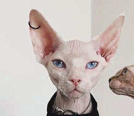 猫咪耳朵发红的原因（揭开猫咪耳朵变红的神秘面纱）