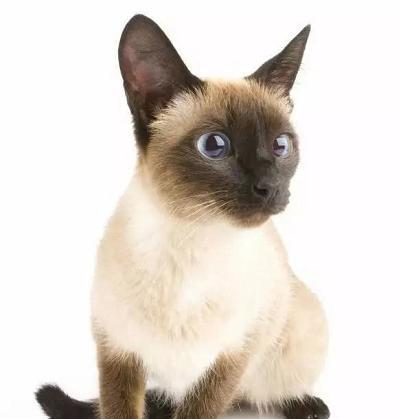探究猫咪的毛色种类（从白猫到异国短毛）
