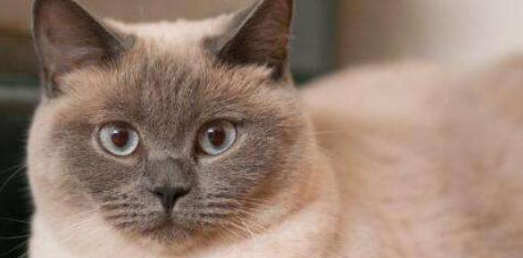 探究猫咪的毛色种类（从白猫到异国短毛）