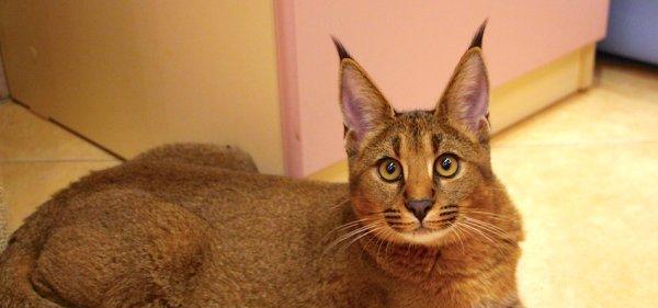 探秘猫咪世界，了解这些品种你就够了（猫咪品种大全）