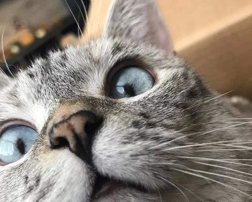 猫咪眼睛混浊的危害与治疗（宠物主人必须知道的眼部疾病常识）