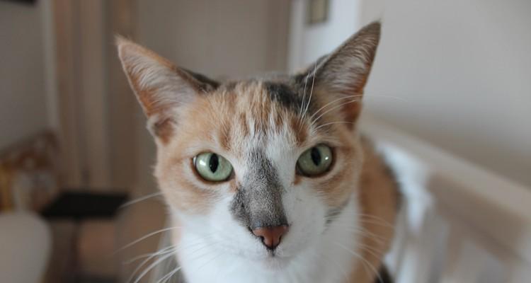 瞳孔缺陷——揭秘猫咪眼睛里的秘密（探究猫咪眼睛瞳孔缺陷的原因和影响）