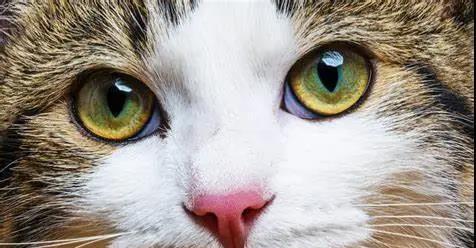 瞳孔缺陷——揭秘猫咪眼睛里的秘密（探究猫咪眼睛瞳孔缺陷的原因和影响）
