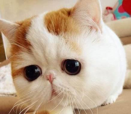 瞳孔缺陷——揭秘猫咪眼睛里的秘密（探究猫咪眼睛瞳孔缺陷的原因和影响）