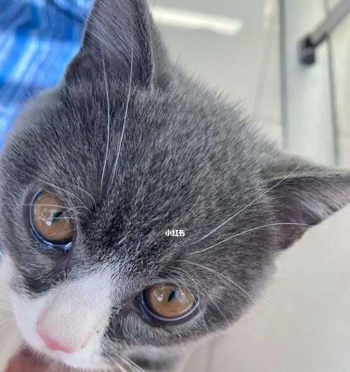 猫咪眼泪的真相（揭开宠物眼泪的谜团）
