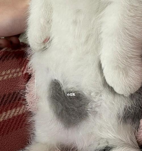 猫咪肚子被咬伤，如何帮助宠物恢复（教你快速识别猫咪肚子被咬伤的症状及处理方法）