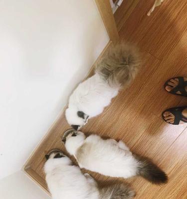 探秘猫咪尾巴语言（你真正了解宠物猫咪吗？猫尾巴竖起来）