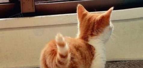 探秘猫咪尾巴语言（你真正了解宠物猫咪吗？猫尾巴竖起来）