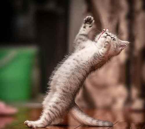 探秘猫咪尾巴语言（你真正了解宠物猫咪吗？猫尾巴竖起来）