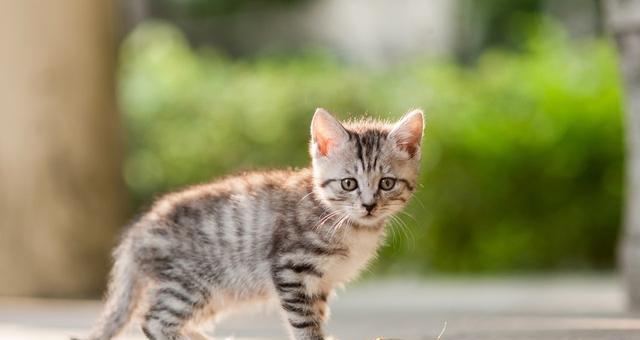 宠物过敏问题详解（以猫咪对什么过敏为例）