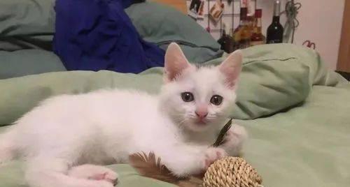 宠物过敏问题详解（以猫咪对什么过敏为例）