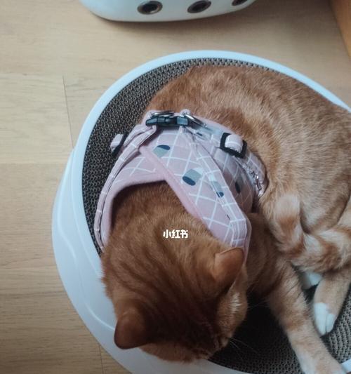 如何帮助你的宠物猫缓解哆嗦情况（探究哆嗦的原因和解决方案）