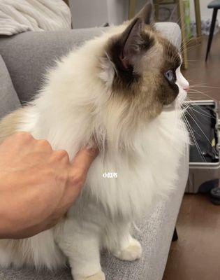 如何帮助你的宠物猫缓解哆嗦情况（探究哆嗦的原因和解决方案）