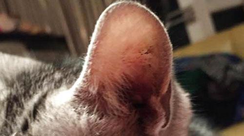 猫咪耳朵发炎了怎么办（宠物猫咪的耳朵健康保护）