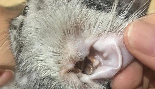 猫咪耳朵发炎了怎么办（宠物猫咪的耳朵健康保护）