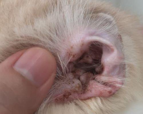 猫咪耳朵发炎了怎么办（宠物猫咪的耳朵健康保护）