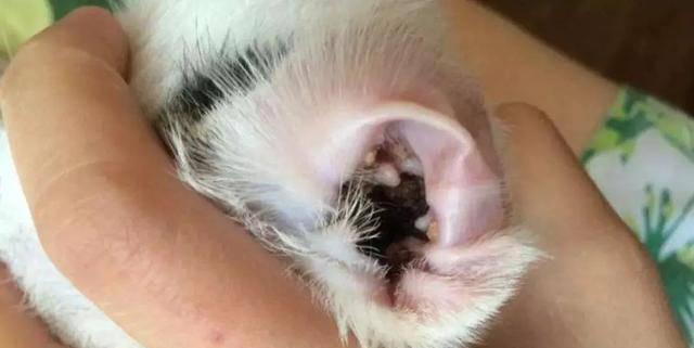 宠物猫耳螨致毛发脱落的治疗方法