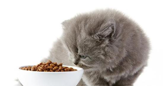 猫咪的腮发肿，你需要了解的事情（探索猫咪腮发肿的原因和正确的喂食方式）