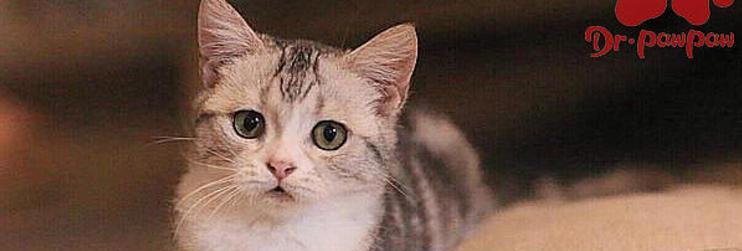 猫咪发烧了怎么办（宠物疾病常识）