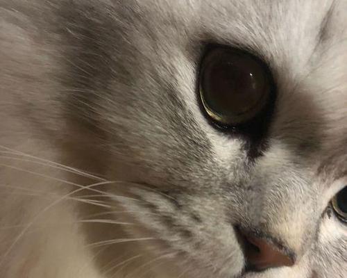 猫咪肺水肿，如何预防和治疗（宠物主人必知的肺水肿症状和处理方法）