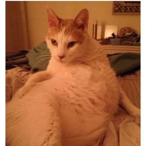 猫咪走路姿势揭秘（探究猫咪特有的走路方式）